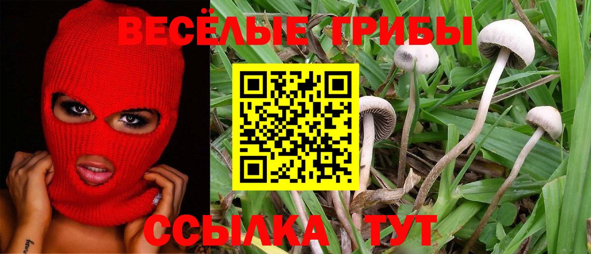 Псилоцибиновые грибы Psilocybe Нижний Новгород